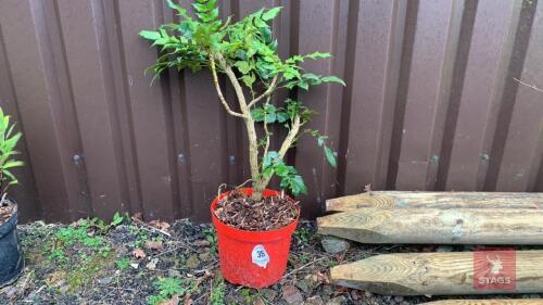 MAHONIA SHRUB