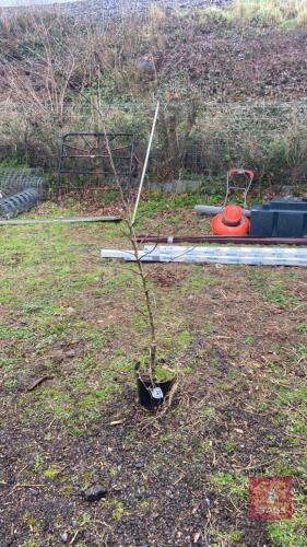 GOLDEN DELICIOUS APPLE TREE