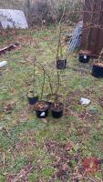 4 SMALL BEECH TREES - 2