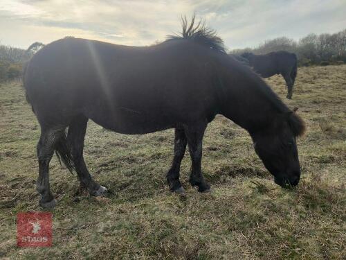 7YR NATIVE DARTMOOR GELDING PONY **UPDATED DESCRIPTION**