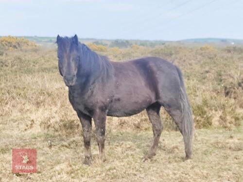7YR NATIVE DARTMOOR GELDING PONY **UPDATED DESCRIPTION**