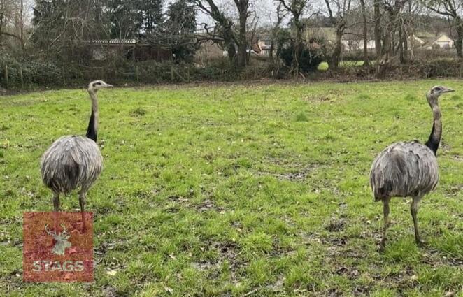 2 PUREBRED MALE GREY RHEAS BIDS PER LIFE