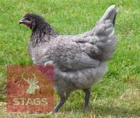 3 BLUE MARAN POINT OF LAY BIRDS     BIDS PER LIFE