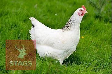 3 LIGHT SUSSEX POINT OF LAY BIRDS BIDS PER LIFE