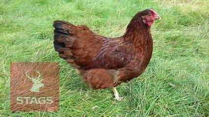 3 RHODE RED POINT OF LAY BIRDS BIDS PER LIFE