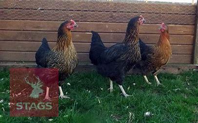 3 RHODE ROCK POINT OF LAY BIRDS BIDS PER LIFE