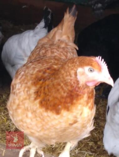 3 GOLD SPECKLED POINT OF LAY BIRDS BIDS PER LIFE