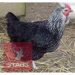 3 SILVER SUSSEX POINT OF LAY BIRDS BIDS PER LIFE