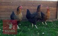 4 RHODE ROCK POINT OF LAY BIRDS BIDS PER LIFE
