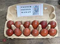 1 DOZEN COPPER/BLUE MARAN HATCHING EGGS     BIDS FOR THE DOZEN