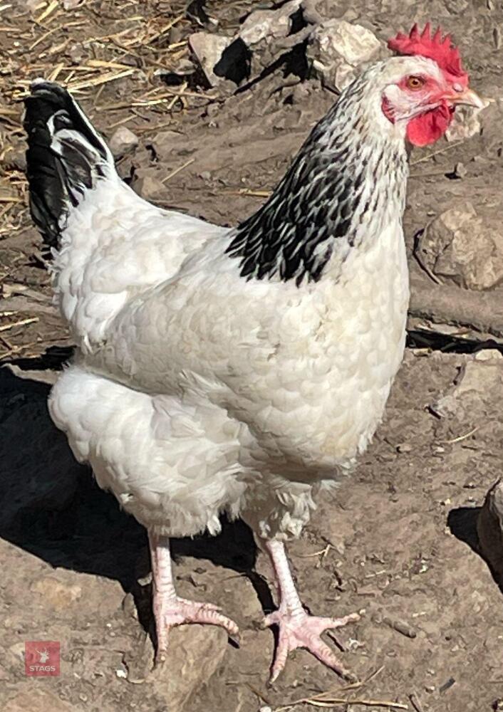 3 LIGHT SUSSEX PULLETS BIDS PER LIFE