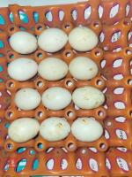 1 DOZEN POLISH BANTAM HATCHING EGGS BIDS FOR THE DOZEN