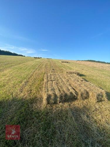 50 BALES OF 2024 HAY BIDS FOR THE GROUP