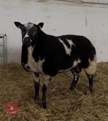 1YR PEDIGREE DUTCH SPOTTED SHEARLING RAM