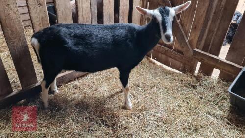 4YR PEDIGREE BRITISH ALPINE NANNY