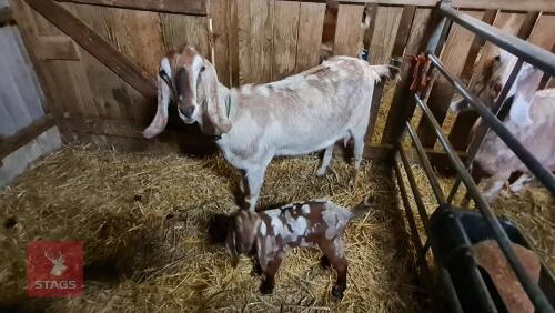 2YR PEDIGREE ANGLO NUBIAN NANNY GOAT