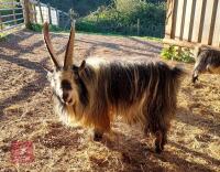 4YR PEDIGREE PYGMY BILLY GOAT