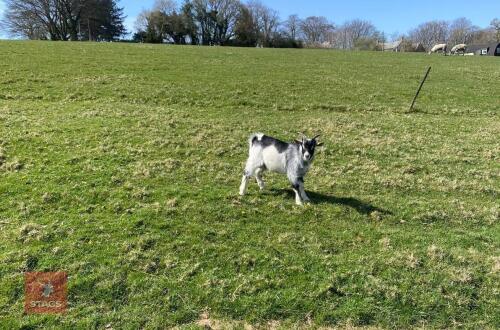 5MO PURE PYGMY BILLY GOAT