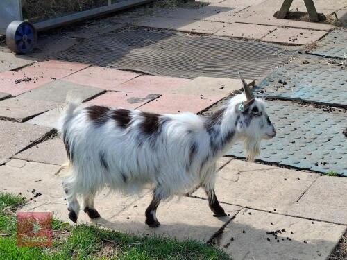 2 X 3YR PYGMY NANNY GOATS BIDS PER LIFE