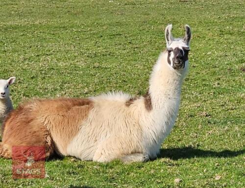 3YR MALE LLAMA