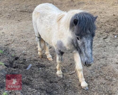 2YR DARTMOOR STALLION HORSE