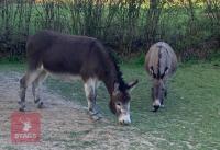 2 X 7YR IRISH JENNY DONKEYS      BIDS PER LIFE