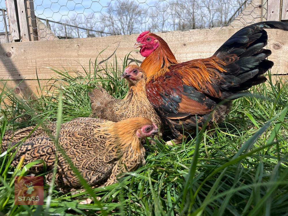 3 X 14WK PARTRIDGE WYANDOTTE BANTAMS BIDS PER LIFE