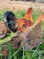 3 X 14WK PARTRIDGE WYANDOTTE BANTAMS BIDS PER LIFE - 3