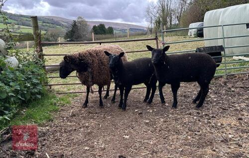 DUTCH SPOTTED X ROUGE EWE & 2 LAMBS BIDS FOR THE GROUP