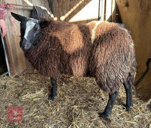 SHEARLING PEDIGREE DUTCH SPOTTED RAM