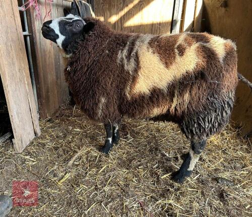 SHEARLING PEDIGREE DUTCH SPOTTED RAM
