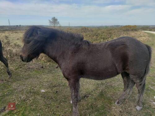 7YR NATIVE DARTMOOR GELDING PONY **UPDATED DESCRIPTION**