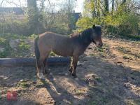 3YR BAY FILLY HORSE ''RUBY''