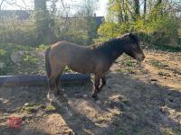3YR BAY FILLY HORSE ''RUBY'' - 4