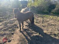 3YR BAY FILLY HORSE ''RUBY'' - 5