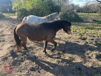 3YR BAY FILLY HORSE ''RUBY'' - 6