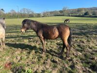 3YR BAY FILLY HORSE ''RUBY'' - 7