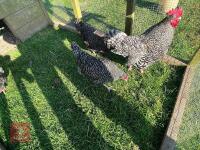 4 CUCKOO MARAN BANTAM BIRDS BIDS PER LIFE - 3