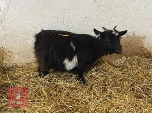 2 X 1YR PEDIGREE PYGMY NANNY GOATS BIDS PER LIFE