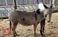 4YR JENNY  DONKEY