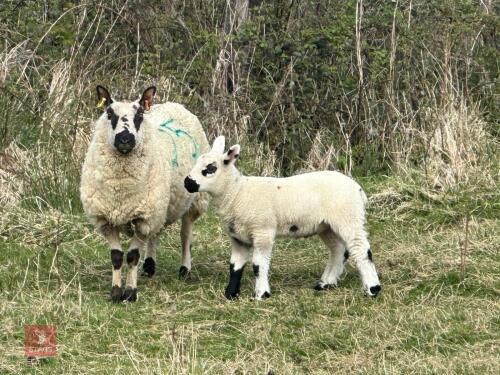 1 KERRY HILL X LEICESTER 2T EWE & LAMB BIDS PER LIFE