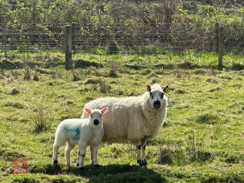 1 KERRY HILL 2T EWE & TEXEL LAMB AT FOOT BIDS PER LIFE
