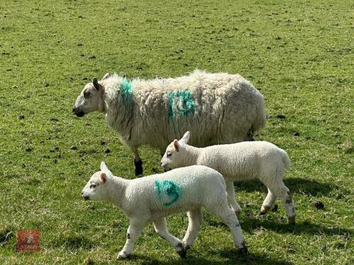 1 KERRY HILL FULL MOUTH EWE & 2 LAMBS BIDS PER LIFE