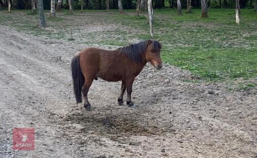 4YR DARTMOOR STALLION HORSE