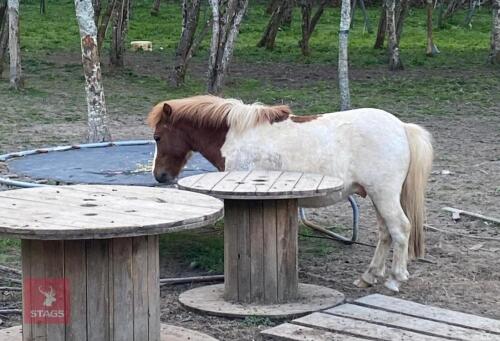 2YR DARTMOOR STALLION HORSE