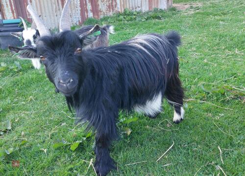 3YR PEDIGREE WETHER GOAT