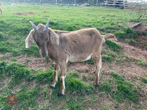 2 ANGLO NUBIAN X GOLDEN GUERNSEY GOATS BIDS PER LIFE