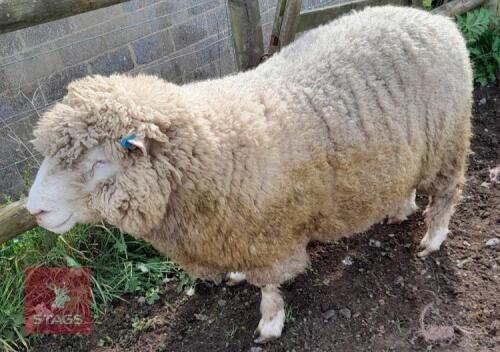 POLL DORSET 6T RAM