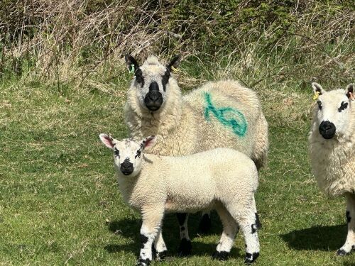 1 KERRY HILL FULL MOUTH EWE & TEXEL LAMB BIDS PER LIFE