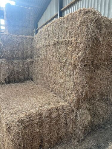 55 6 STRING BALES OF MEADOW HAY BIDS PER BALE